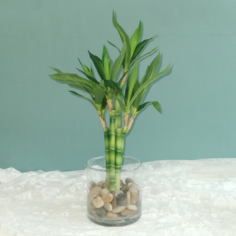 Desk Setup Plants - Nouveau 40cm rFtificial chanceux bambou succulente